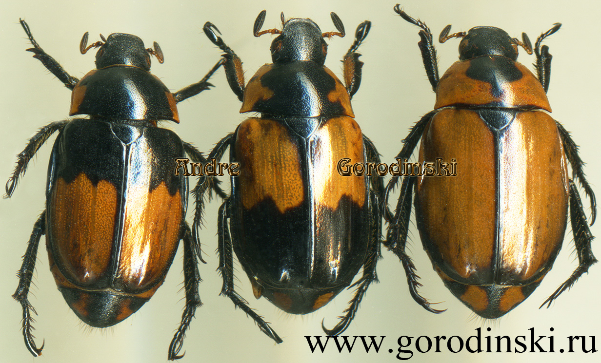 http://www.gorodinski.ru/scarabs/Anomala ebenina.jpg